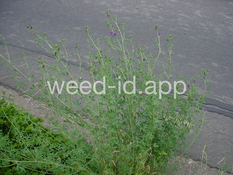 alfalfa